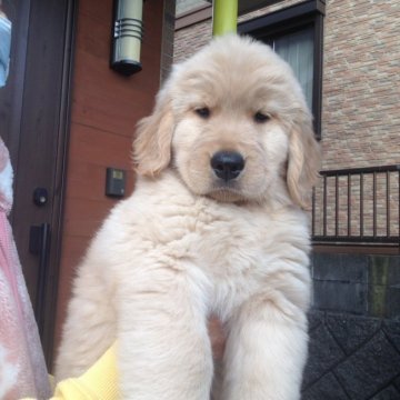 ゴールデンレトリバー【山口県・女の子・2020年1月22日・ゴールド】の写真「超優良血統！」