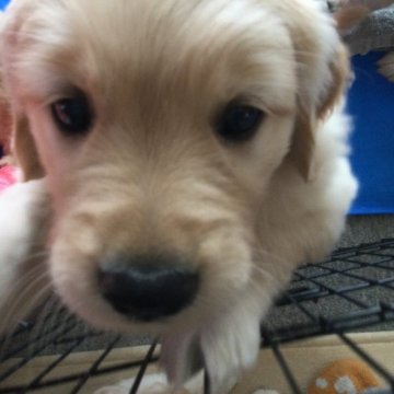 ゴールデンレトリバー【山口県・女の子・2022年4月7日・ゴールド】の写真「ママはJKCチャンピオンの良血統✨」