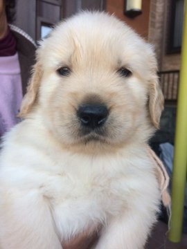 ゴールデンレトリバー【山口県・女の子・2018年10月10日・ゴールド】の写真「両親JKCチャンピオン」