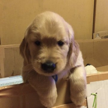 ゴールデンレトリバー【山口県・男の子・2022年4月7日・ゴールド】の写真「ママはJKCチャンピオンの良血統✨」