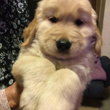 ゴールデンレトリバー【山口県・男の子・2022年4月7日・ゴールド】の写真「ママはJKCチャンピオンの良血統✨」
