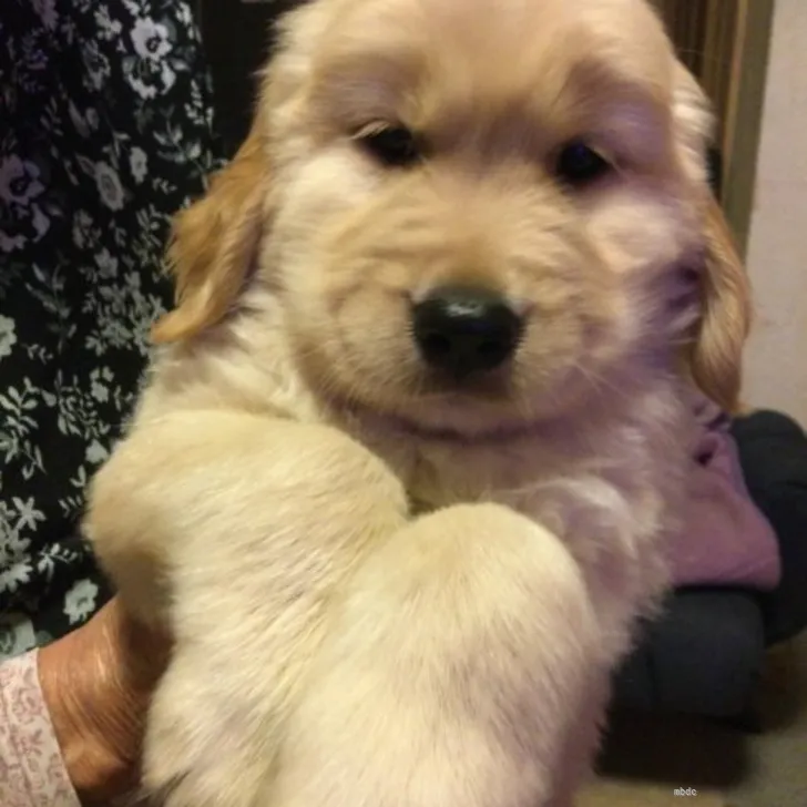 ID：2205-02696の子犬