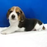 ビーグル【愛知県・女の子・2025年11月1日・ハウンドカラー】の写真6