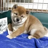 柴犬(標準サイズ)【愛知県・女の子・2025年6月12日・赤】の写真10