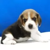 ビーグル【愛知県・女の子・2025年11月1日・ハウンドカラー】の写真11