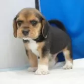 ビーグル【愛知県・男の子・2025年8月5日・ハウンドカラー】の写真11