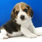 ビーグル【愛知県・女の子・2025年11月1日・ハウンドカラー】の写真12