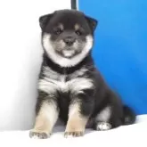 柴犬(標準サイズ)【愛知県・女の子・2025年10月23日・黒】の写真5