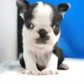 ボストンテリア【愛知県・男の子・2025年10月19日・ボストンカラー】の写真13