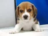 ビーグル【愛知県・男の子・2025年11月1日・ハウンドカラー】の写真13