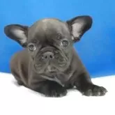 フレンチブルドッグ【愛知県・女の子・2025年10月13日・ブリンドル】の写真14