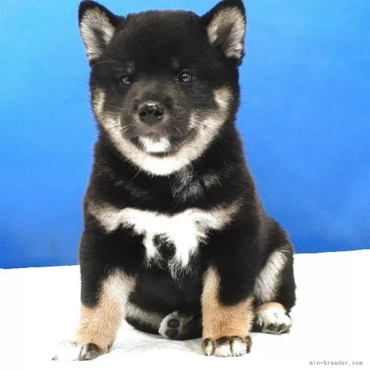 ID：2508-04547の子犬