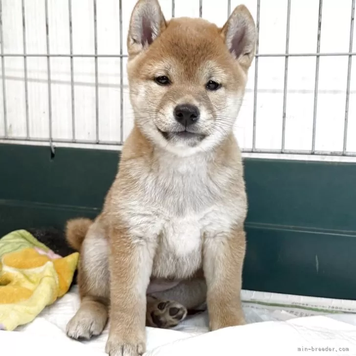柴犬(標準サイズ)【愛知県・女の子・2025年6月12日・赤】の写真1