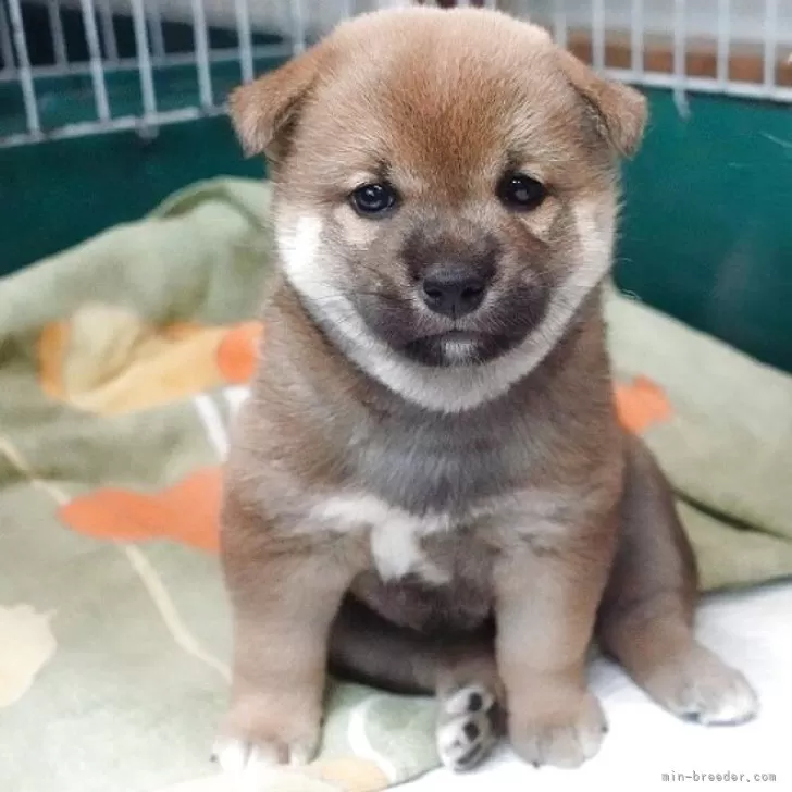 柴犬(標準サイズ)【愛知県・男の子・2025年7月24日・赤】の写真1