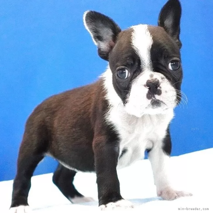ID:2505-07242の子犬