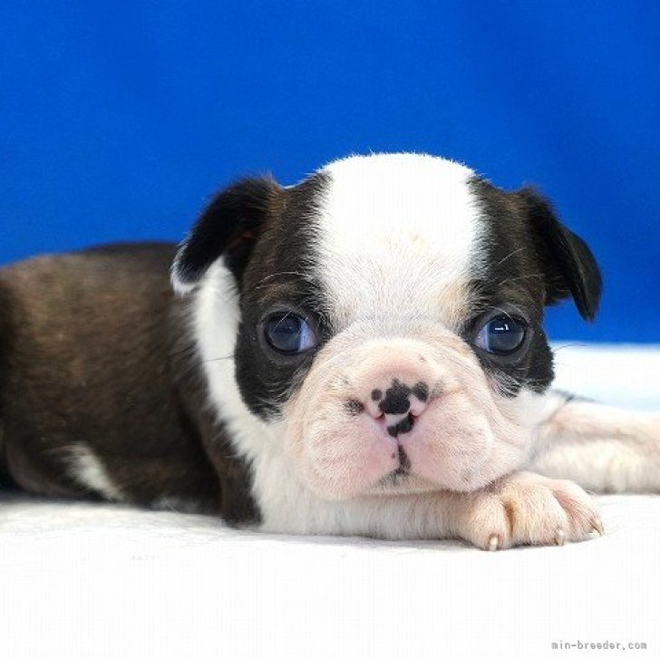 A.M 様のお迎えした子犬