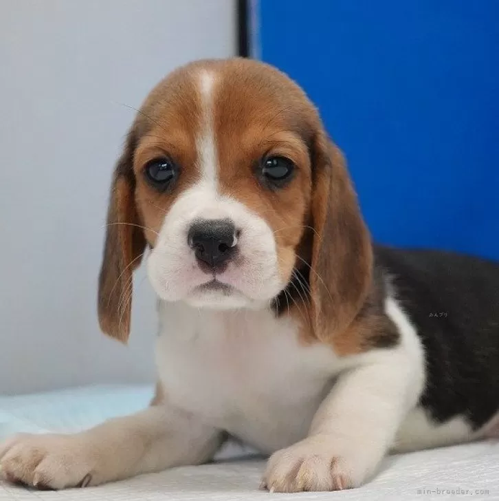 ID:2411-05027の子犬