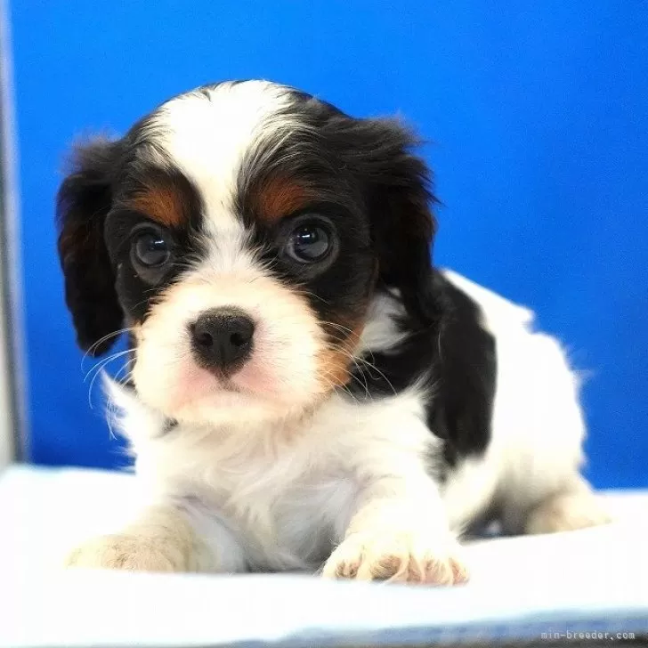 ID：2411-03927の子犬