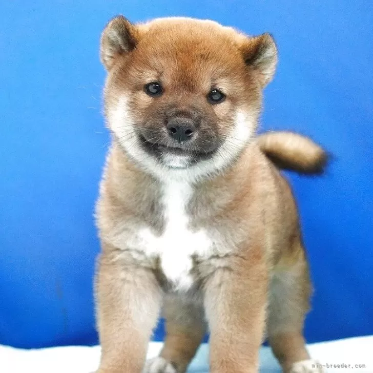 M.I 様のお迎えした子犬