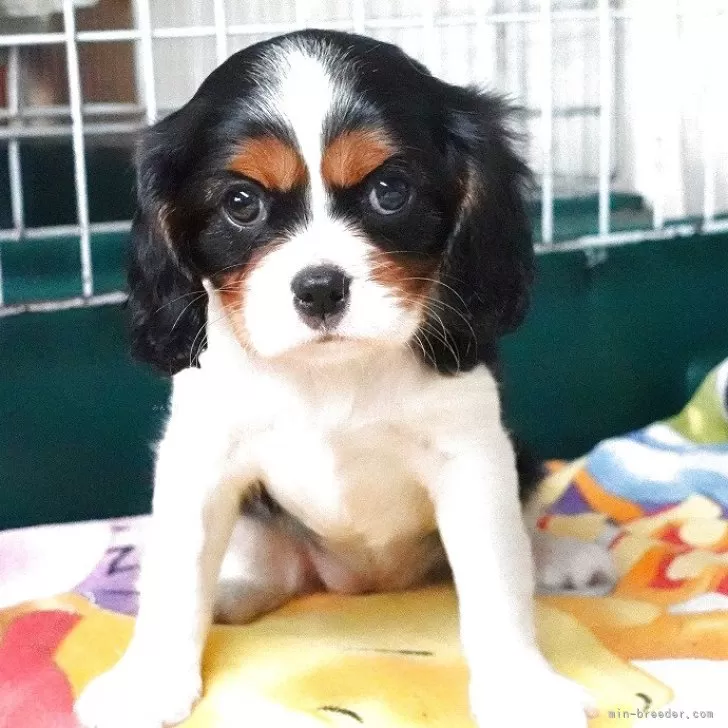 T&Y.K 様のお迎えした子犬