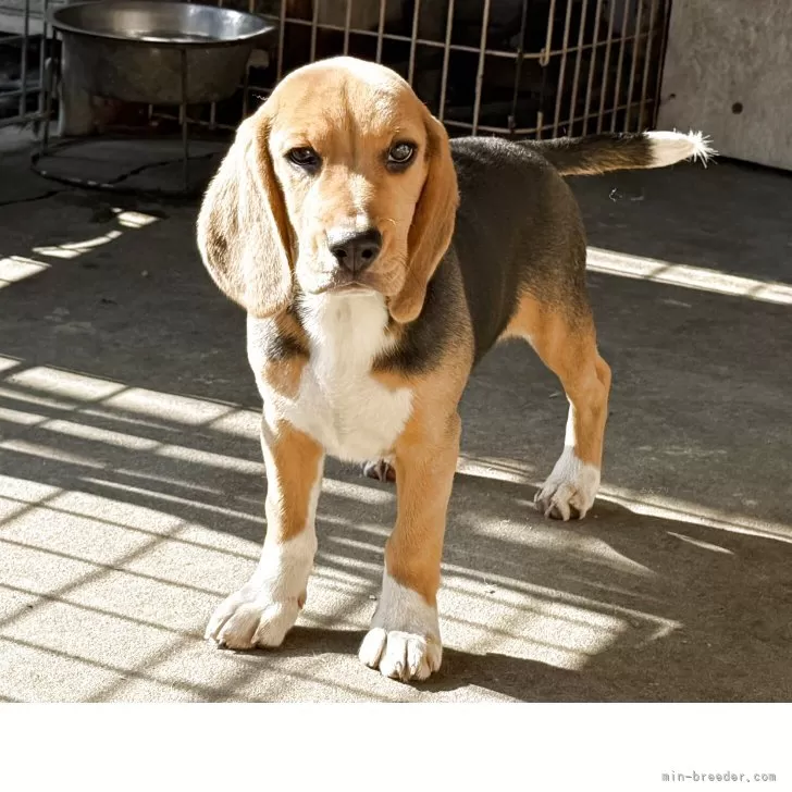 M.W 様のお迎えした子犬