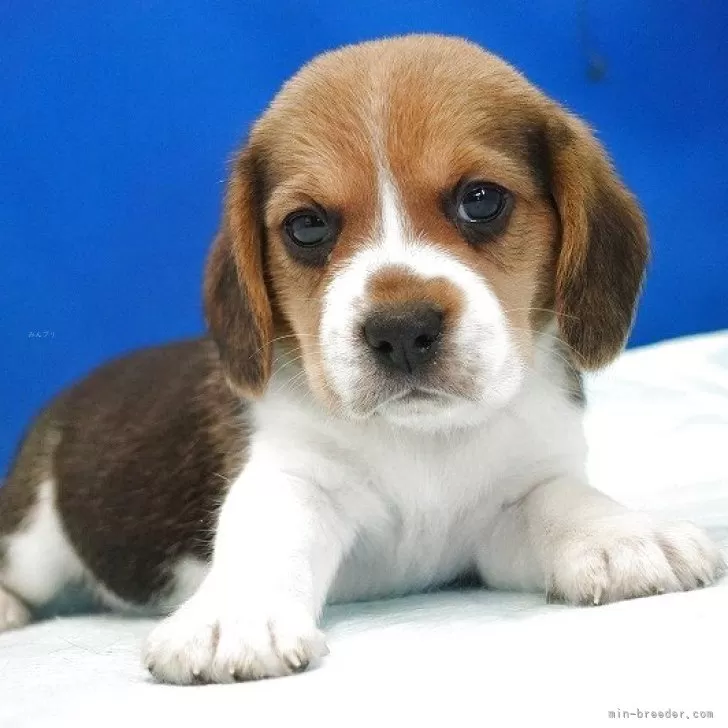 ID：2504-06815の子犬