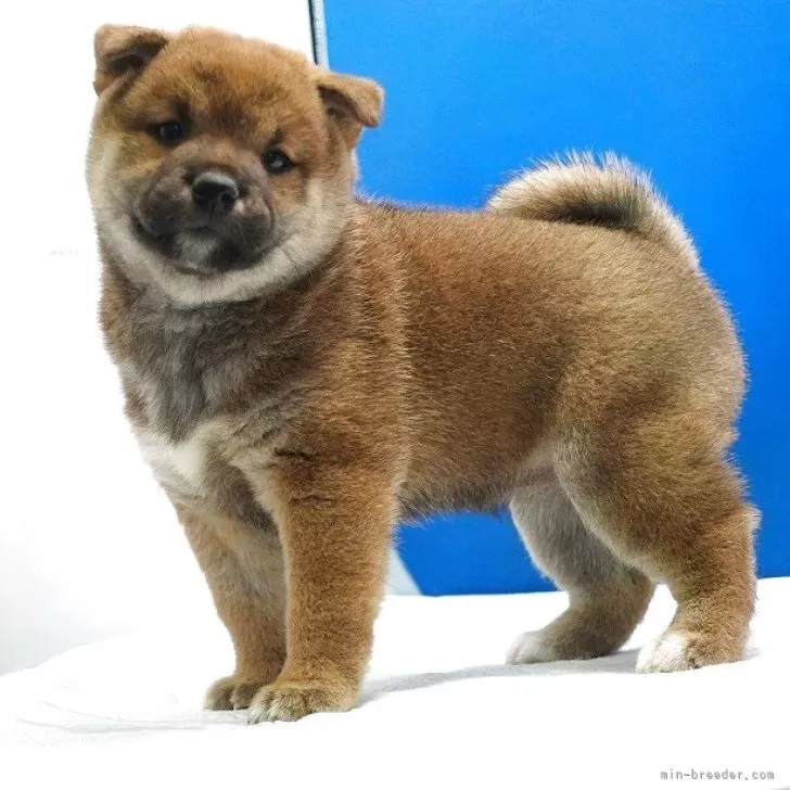 ID:2507-03041の子犬
