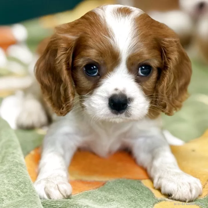 ID：2506-05848の子犬