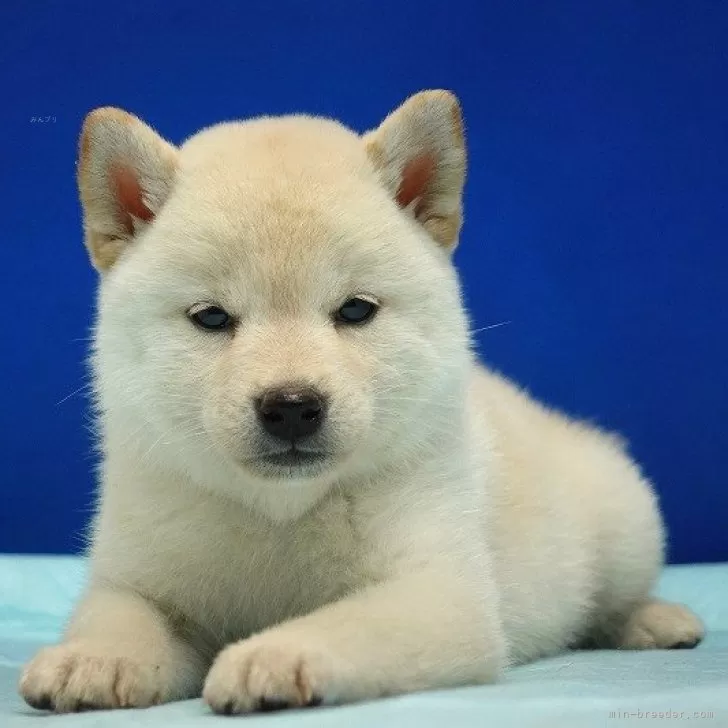 ふく 様のお迎えした子犬