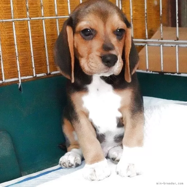 ビーグル【愛知県・男の子・2025年8月5日・ハウンドカラー】の写真1