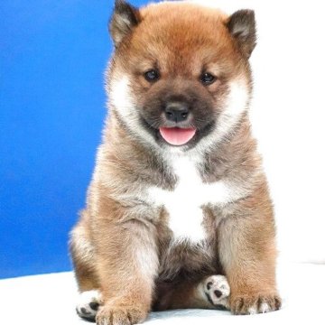 柴犬(標準サイズ)【愛知県・男の子・2025年4月10日・赤】の写真「お目目クリクリのかわい子ちゃん！」