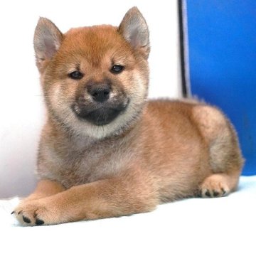 柴犬(標準サイズ)【愛知県・男の子・2025年4月10日・赤】の写真「おとなしい男の子です。」
