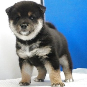 柴犬(標準サイズ)【愛知県・女の子・2025年10月23日・黒】の写真「とっても可愛い女の子です。」