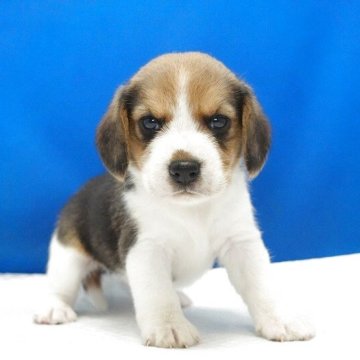 ビーグル【愛知県・女の子・2025年11月1日・ハウンドカラー】の写真「とっても美人さん！」