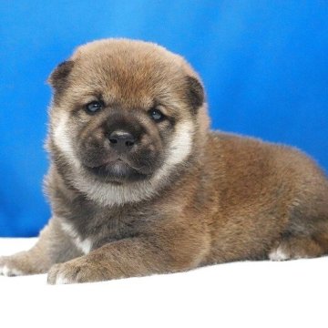 柴犬(標準サイズ)【愛知県・男の子・2025年7月24日・赤】の写真「泣き虫さん。」