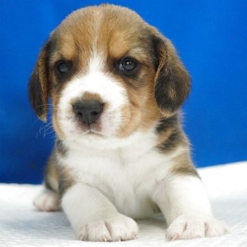 ビーグル【愛知県・男の子・2025年11月1日・ハウンドカラー】の写真「イケメンビーグル君！」