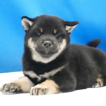 柴犬(標準サイズ)【愛知県・男の子・2025年9月8日・黒】の写真「小さなお目目がチャームポイントです。」