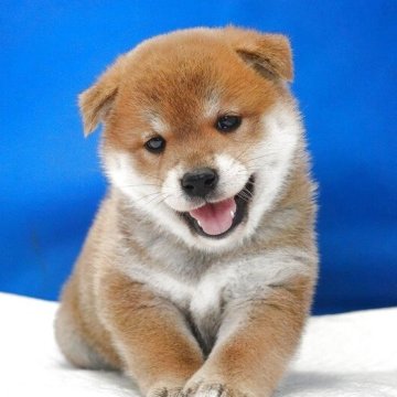 柴犬(標準サイズ)【愛知県・男の子・2025年7月24日・赤】の写真「優しい顔をした男の子です。」