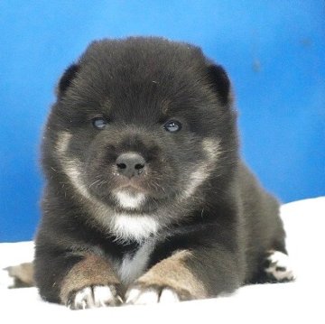 柴犬(標準サイズ)【愛知県・男の子・2025年7月24日・黒】の写真「小さなお目目がチャームポイントです。」