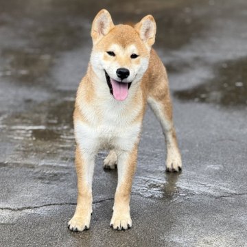 柴犬(標準サイズ)【愛知県・男の子・2025年6月12日・赤】の写真「のんびりした男の子です。」