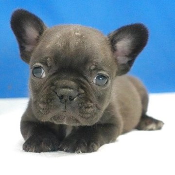 フレンチブルドッグ【愛知県・女の子・2025年10月13日・ブリンドル】の写真「とっても可愛い女の子です。」