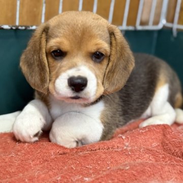 ビーグル【愛知県・男の子・2025年9月11日・ハウンドカラー】の写真「泣き虫さん。」