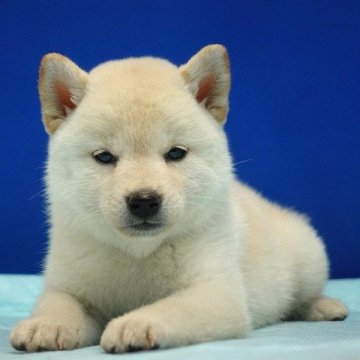 柴犬(標準サイズ)【愛知県・女の子・2025年2月4日・白】の写真「かわいこちゃん。」