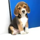 ビーグル