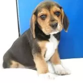 ビーグル