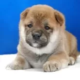 柴犬(標準サイズ)