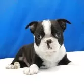 ボストンテリア