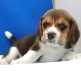 ビーグル