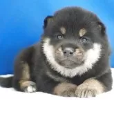 柴犬(標準サイズ)