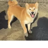 柴犬(標準サイズ)